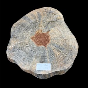 Rodaja de Madera de Abeto 8 cm de grosor
